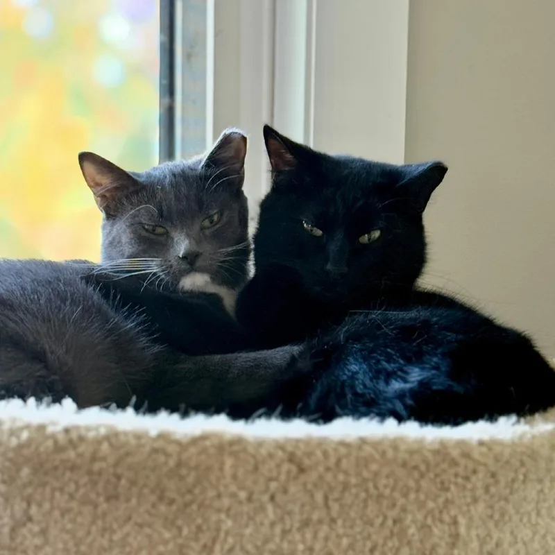 Licorice thumbnail 3