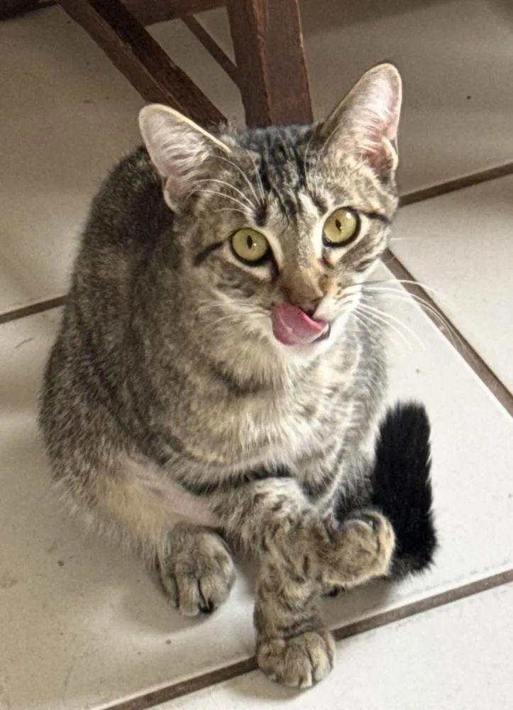 A young small-sized female Domestic Short Hair cat named Lucy for adoption in Telford, PA