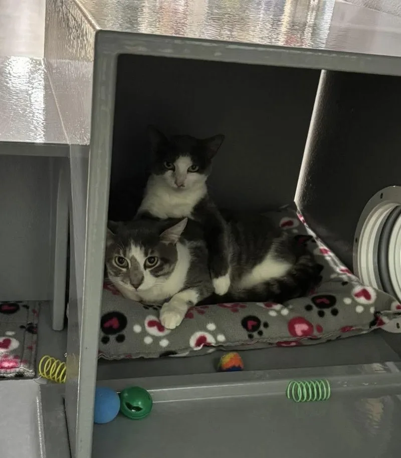 Luke Skywalker thumbnail 2