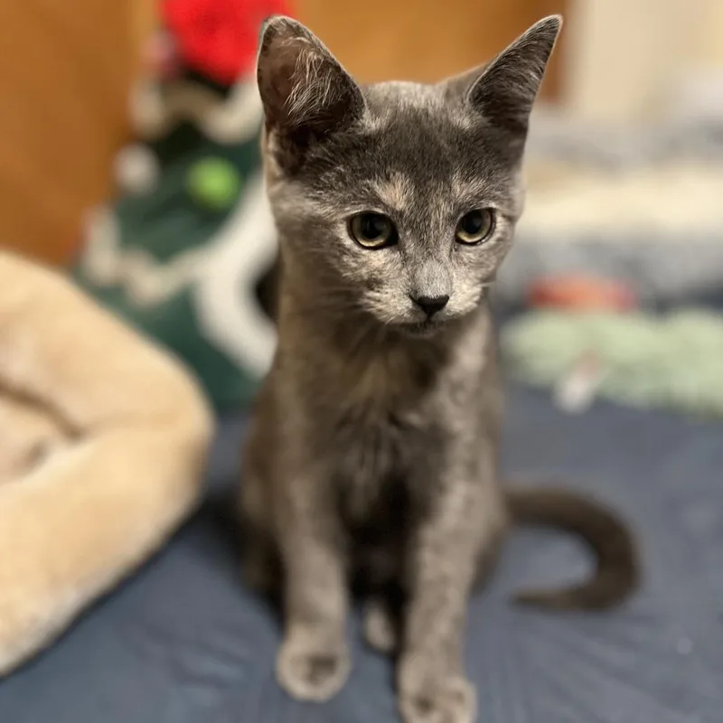 Mystique thumbnail 2