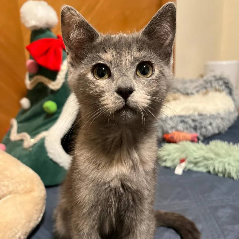 Mystique thumbnail 3