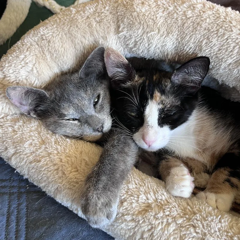 Mystique thumbnail 4