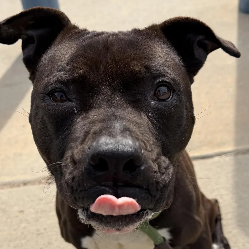 Marcella thumbnail 2