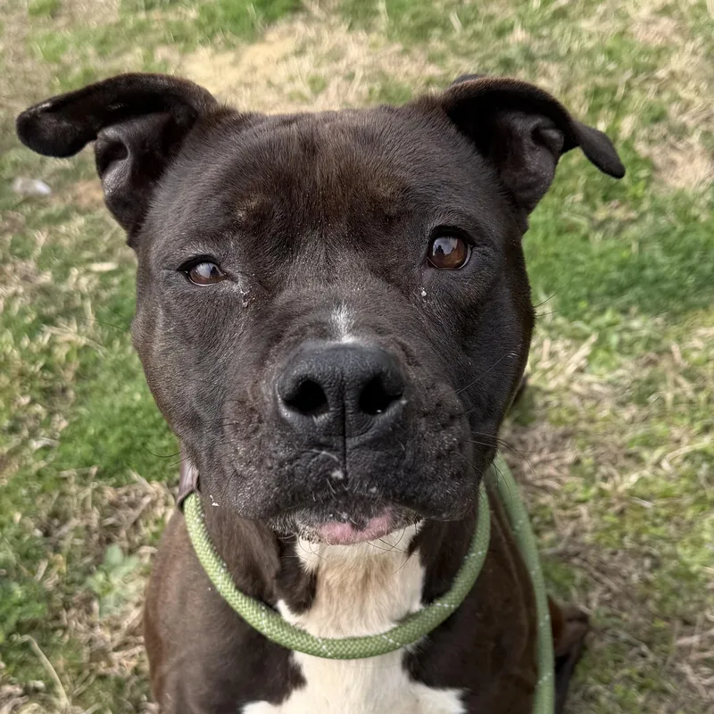 Marcella thumbnail 3