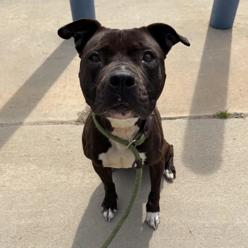 Marcella thumbnail 4