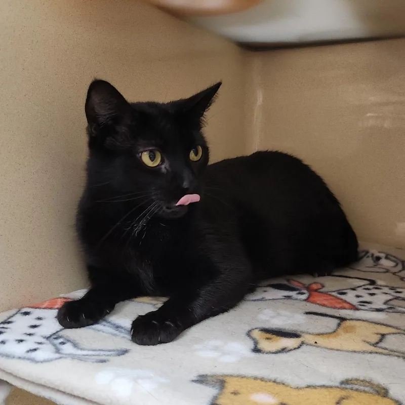 Midnight Rose thumbnail 2