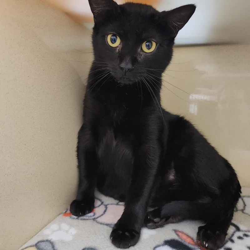 Midnight Rose thumbnail 3