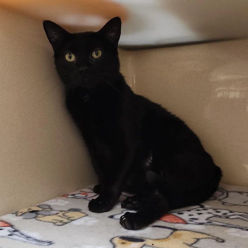 Midnight Rose thumbnail 4