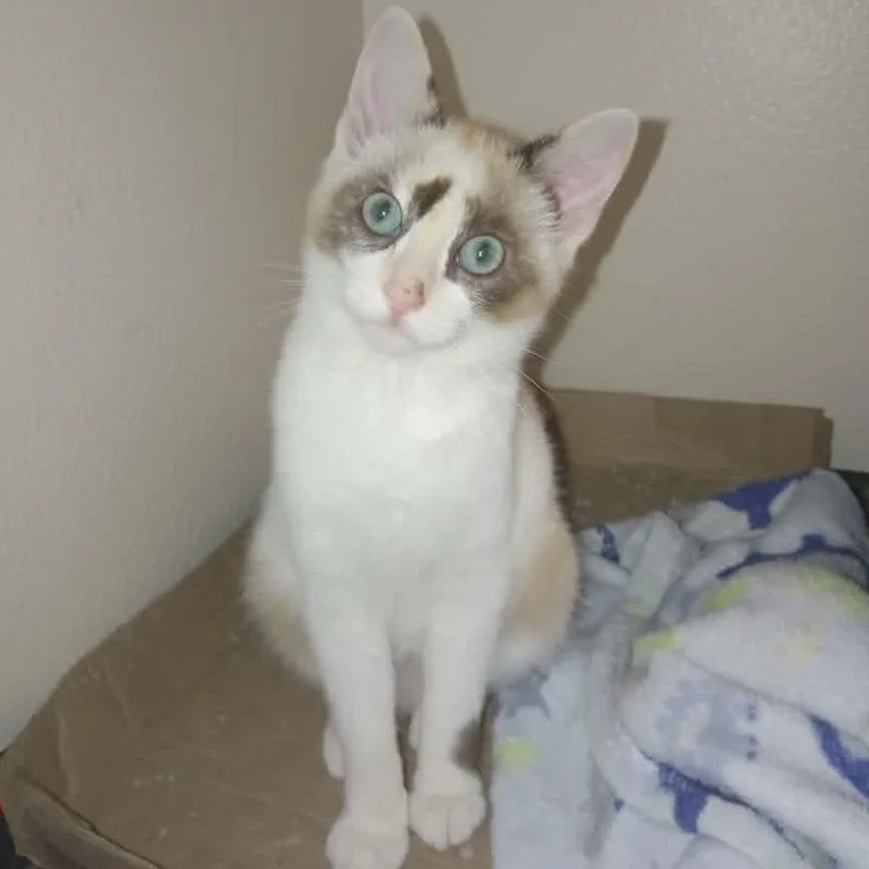 Mystique thumbnail 2