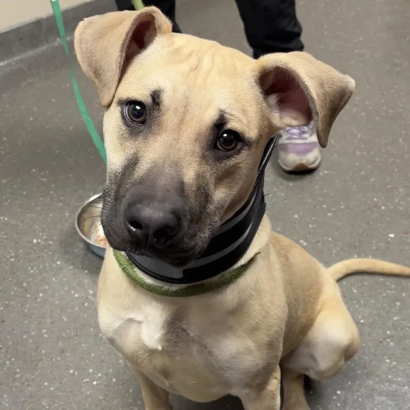 Flounder thumbnail 2