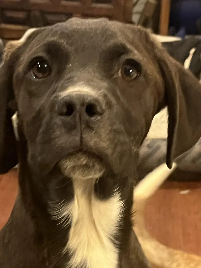 Key Lime thumbnail 2