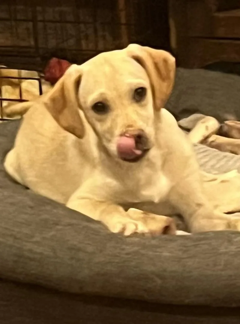 Lemon Meringue thumbnail 2