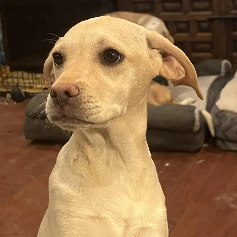 Lemon Meringue thumbnail 3