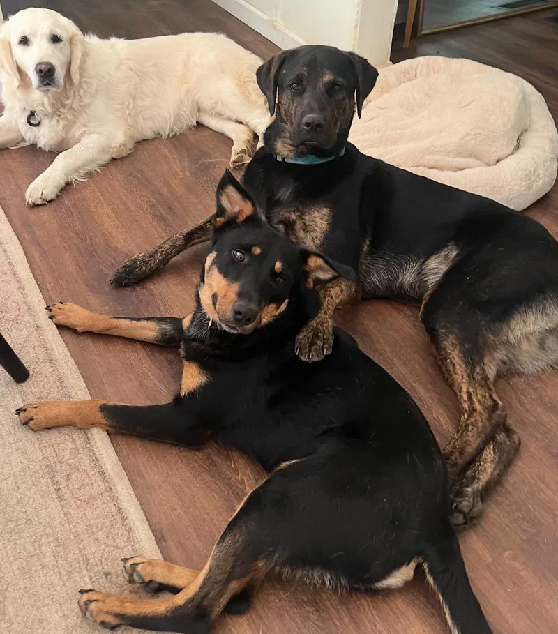 Corduroy thumbnail 2