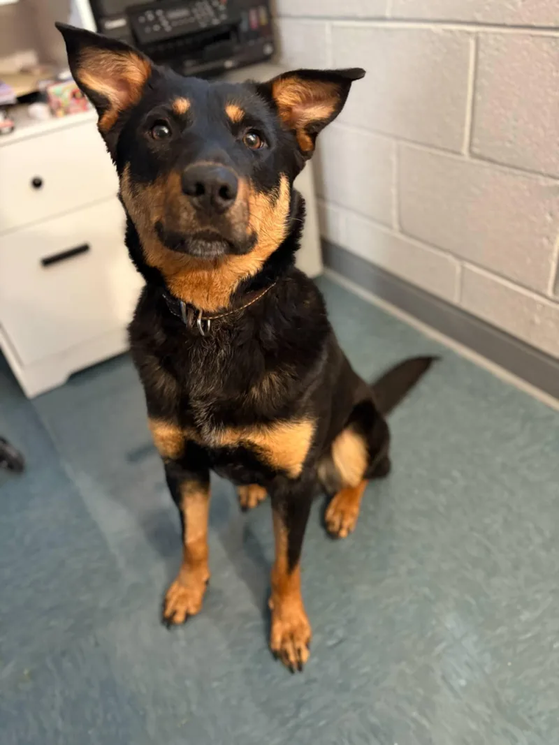 Corduroy thumbnail 4