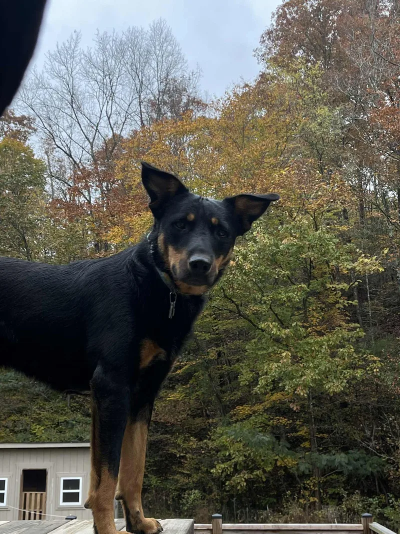 Corduroy thumbnail 5