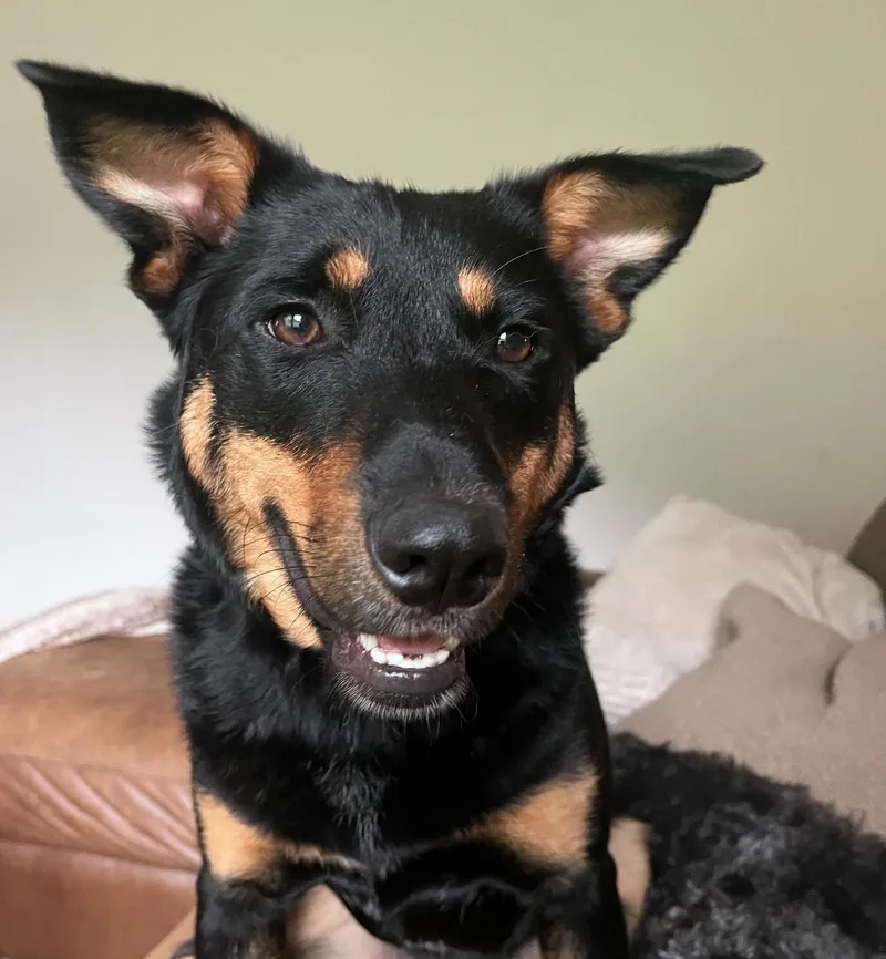 Corduroy thumbnail 6