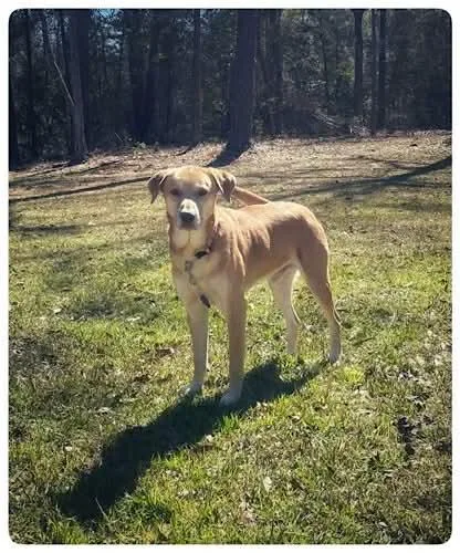 Buddy Roe thumbnail 2