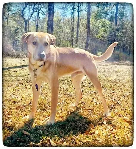 Buddy Roe thumbnail 3