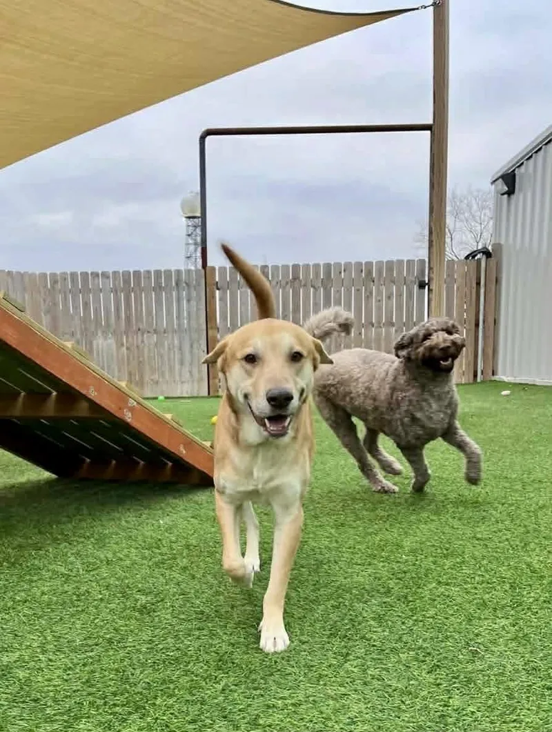 Buddy Roe thumbnail 4