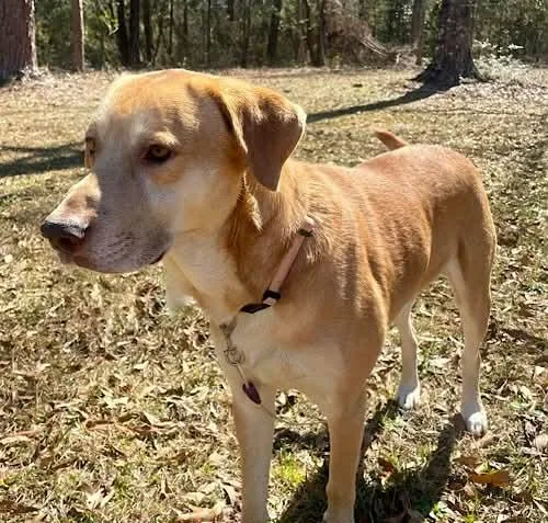 Buddy Roe thumbnail 5