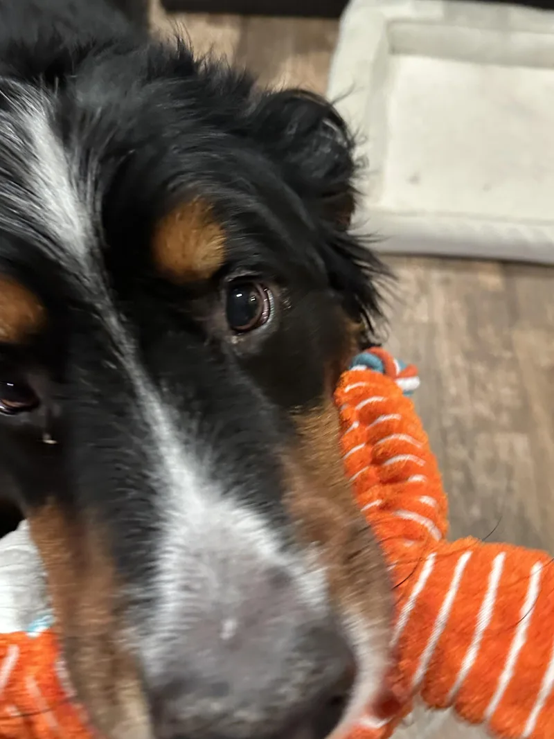 Chico thumbnail 6