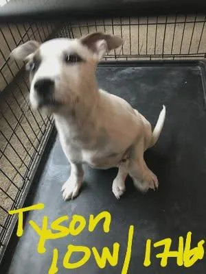 Tyson thumbnail 2