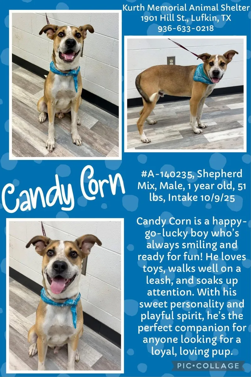 Candy Corn thumbnail 2