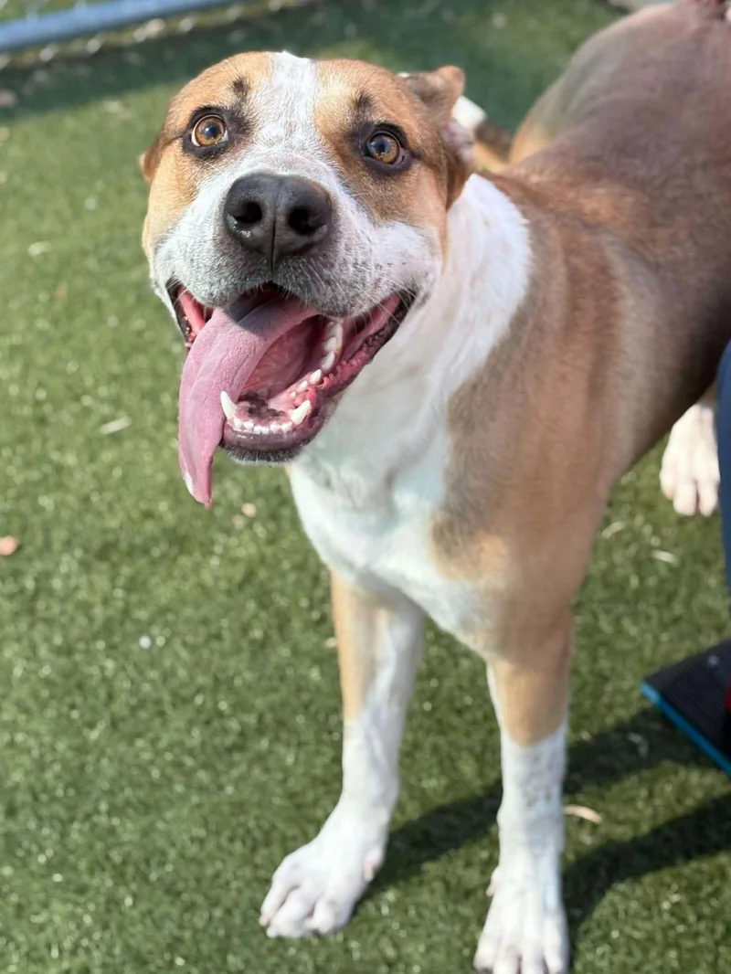 Candy Corn thumbnail 3