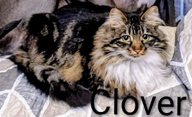 Clover