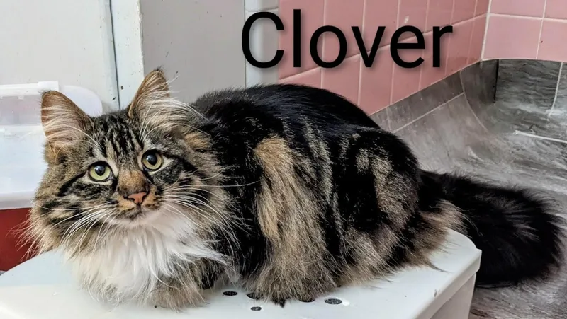 Clover thumbnail 3
