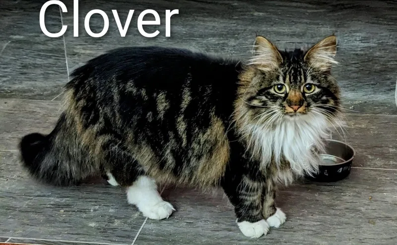 Clover thumbnail 4