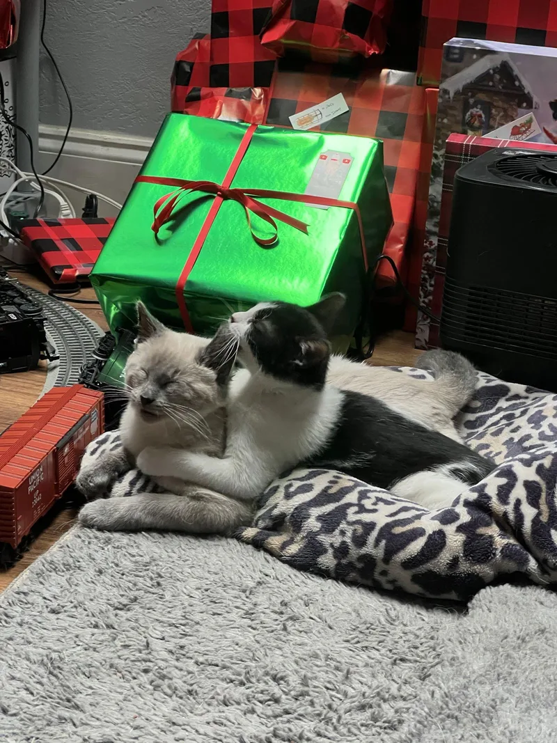 Miss Maple thumbnail 2