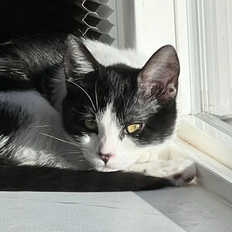 Miss Maple thumbnail 3