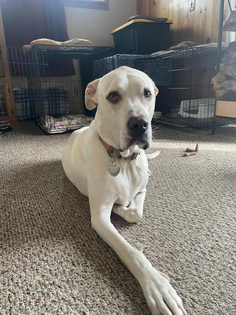 Stan Lee   thumbnail 3