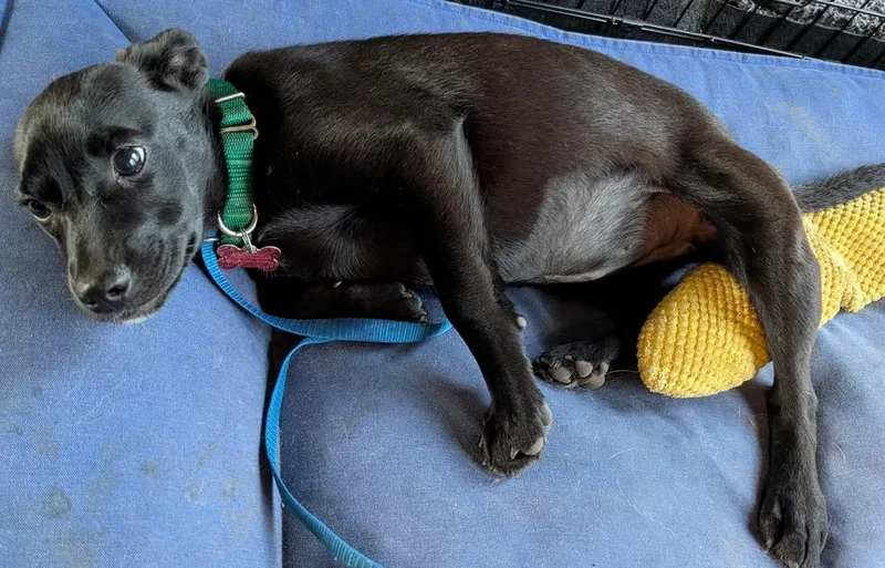 Starling Songbird thumbnail 2