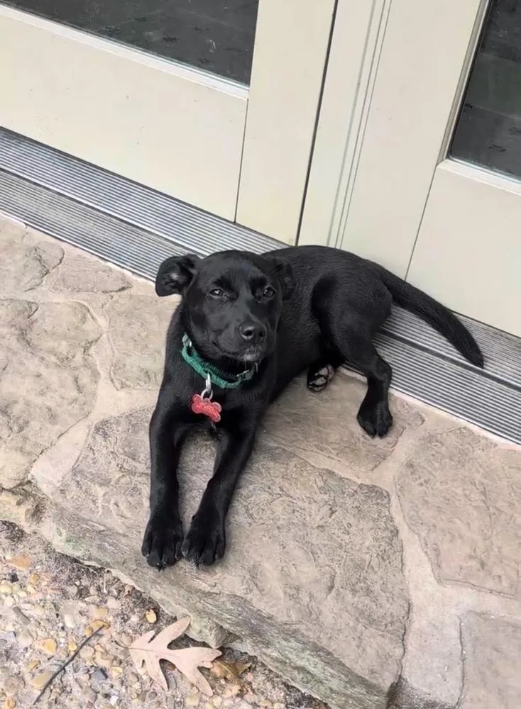 Starling Songbird thumbnail 3