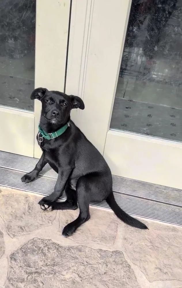 Starling Songbird thumbnail 4