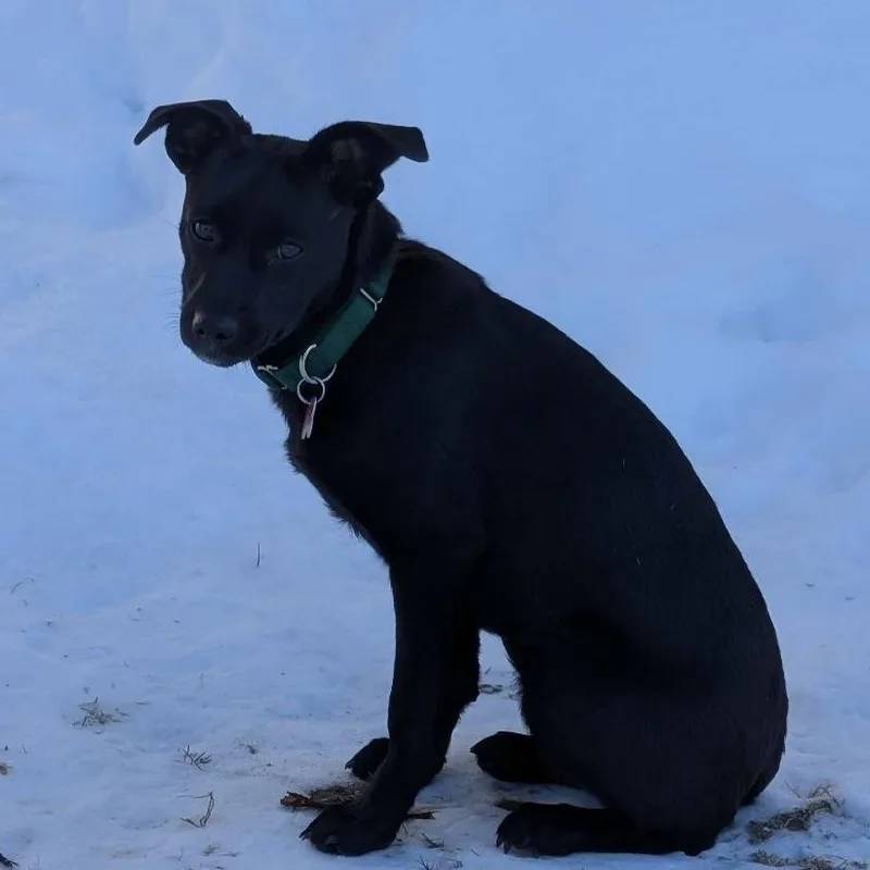 Starling Songbird thumbnail 5