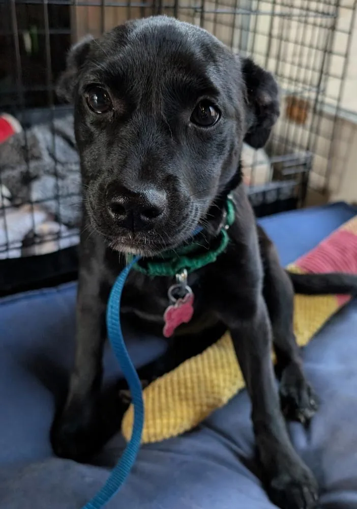 Starling Songbird thumbnail 6