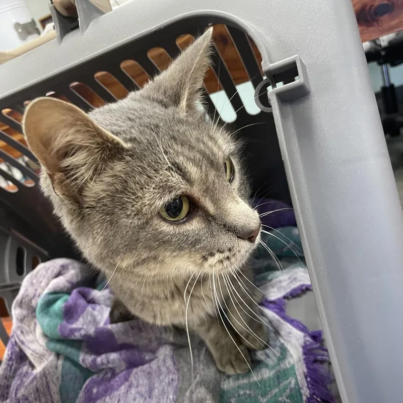 Chanel Gray thumbnail 2