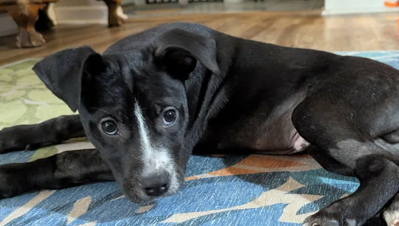 Franklin thumbnail 2