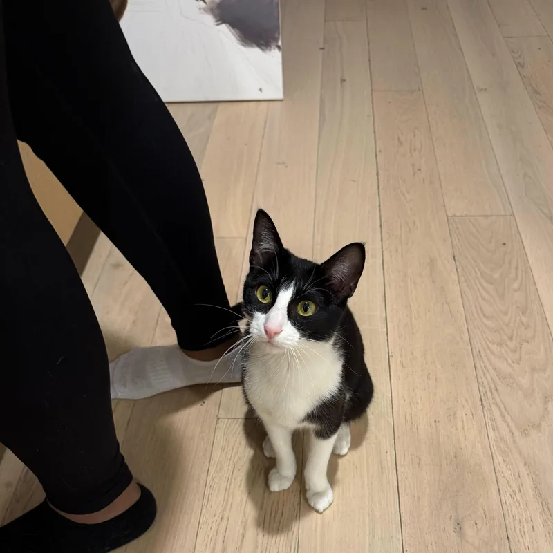 Rose Nimki thumbnail 2