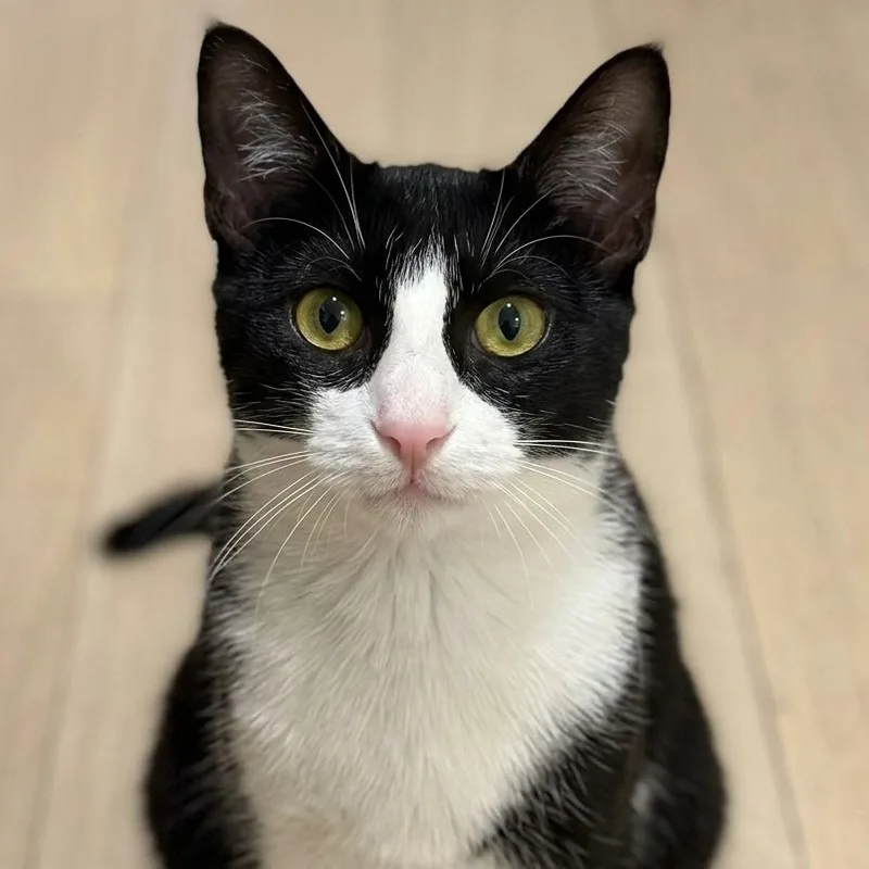 Rose Nimki thumbnail 3