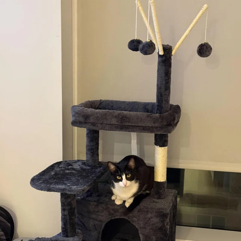 Rose Nimki thumbnail 4