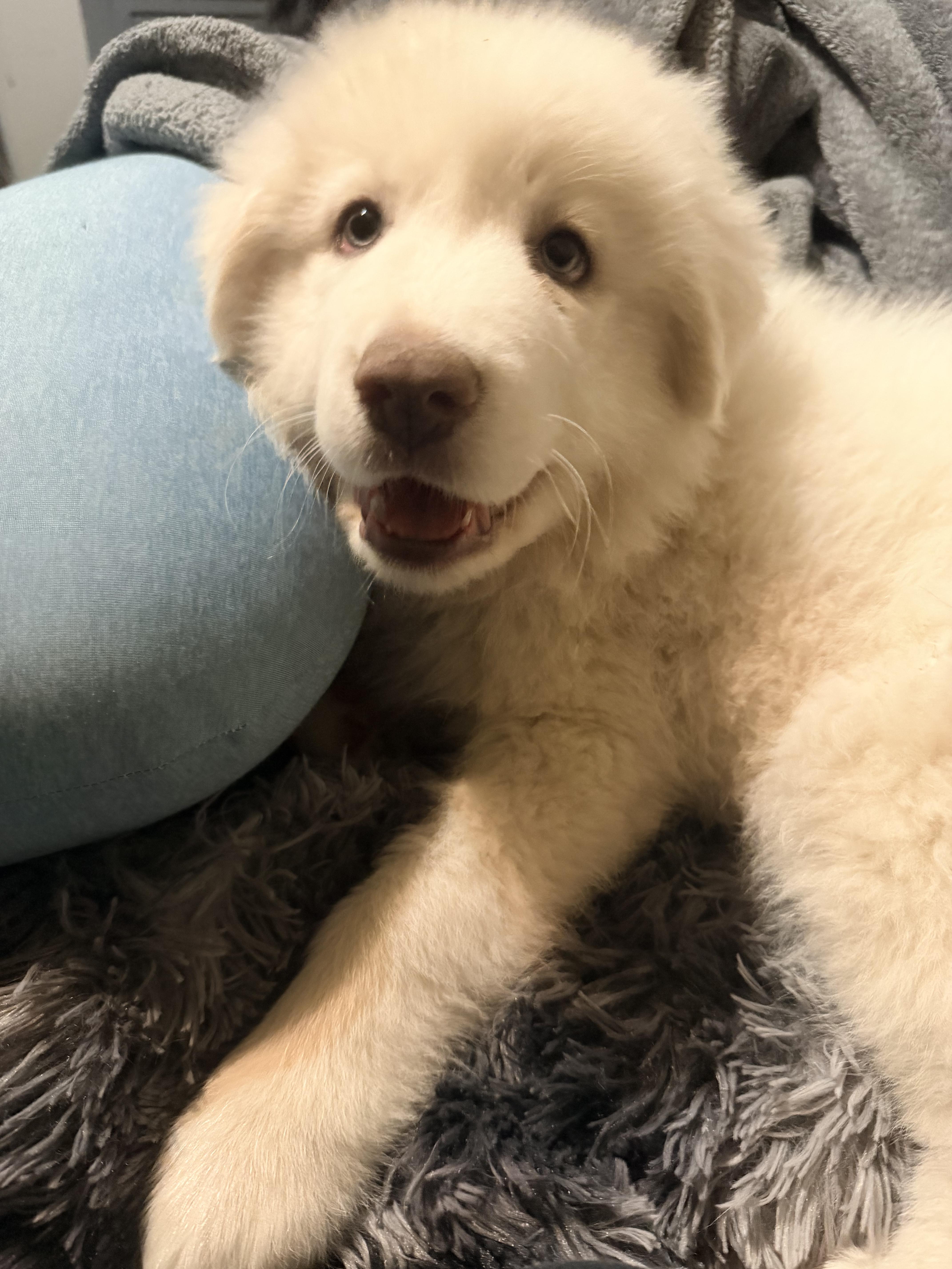 Scarlett thumbnail 2