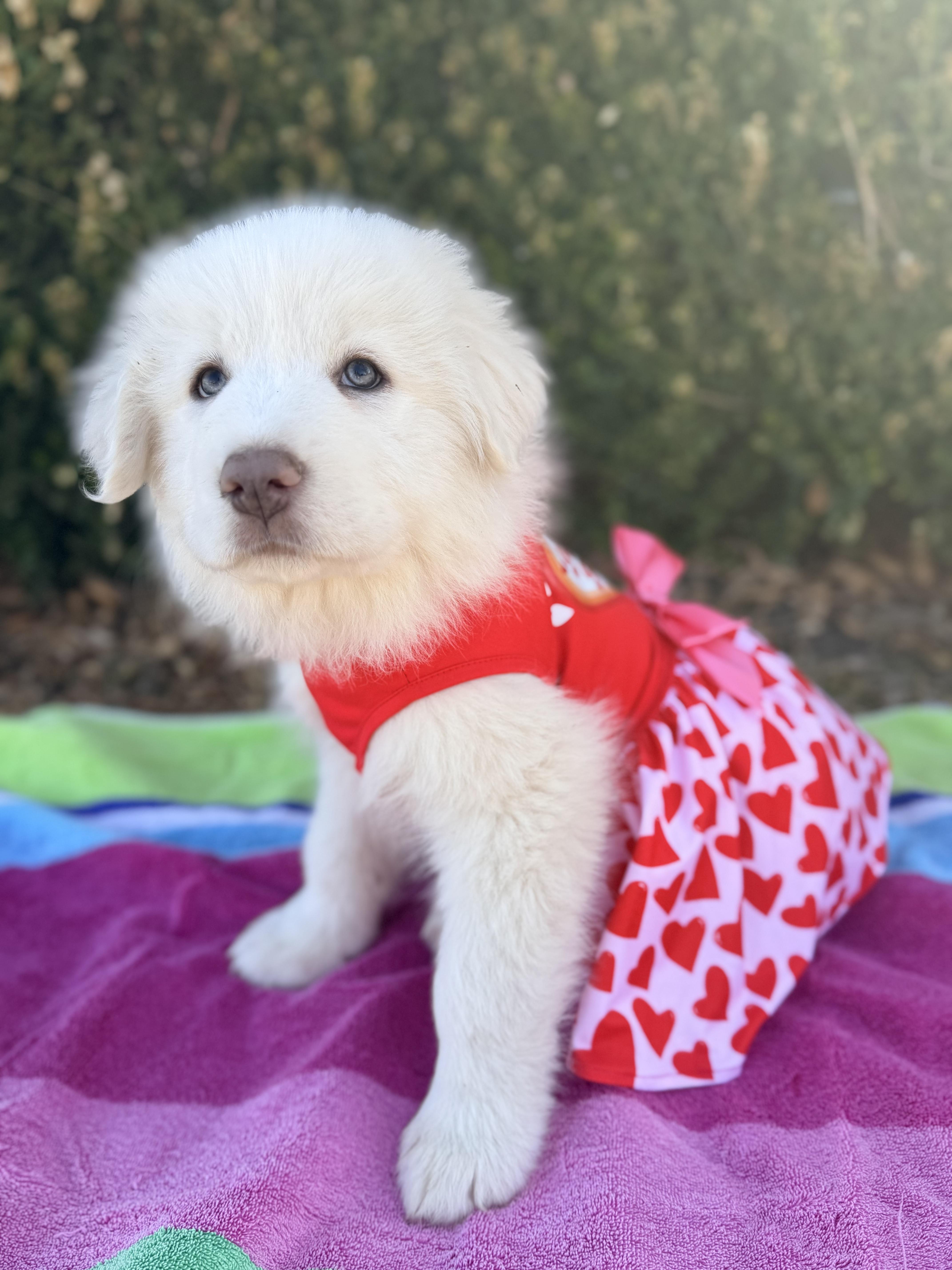 Scarlett thumbnail 4