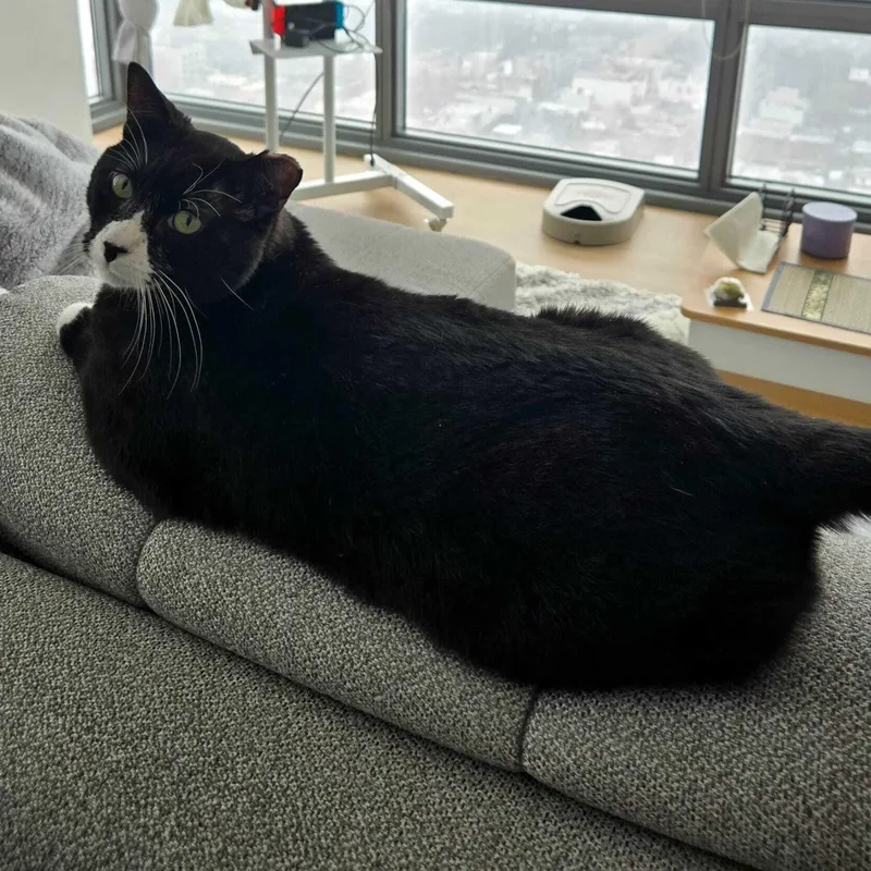 Cookie Coquito thumbnail 2