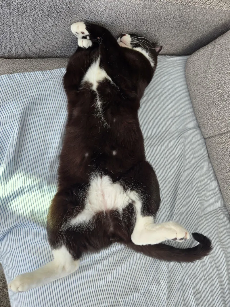 Cookie Coquito thumbnail 3