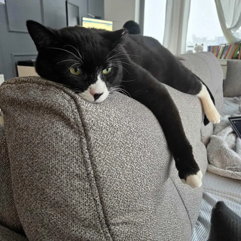 Cookie Coquito thumbnail 4